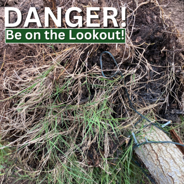 ffdc0fee-7b53-823c-b648-dc33fc56457e tree care in Austin, Cedar Park Round Rock, Georgetown