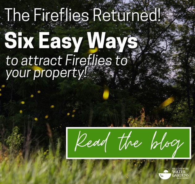firefly blog link for web 630 x 72