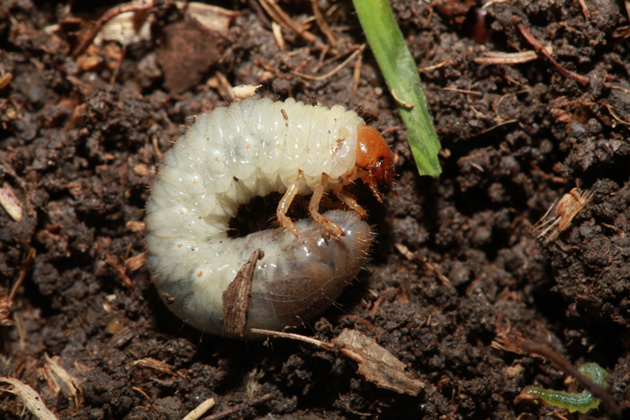 Beetle Larva grubs, beetles, beetle larva, soil health