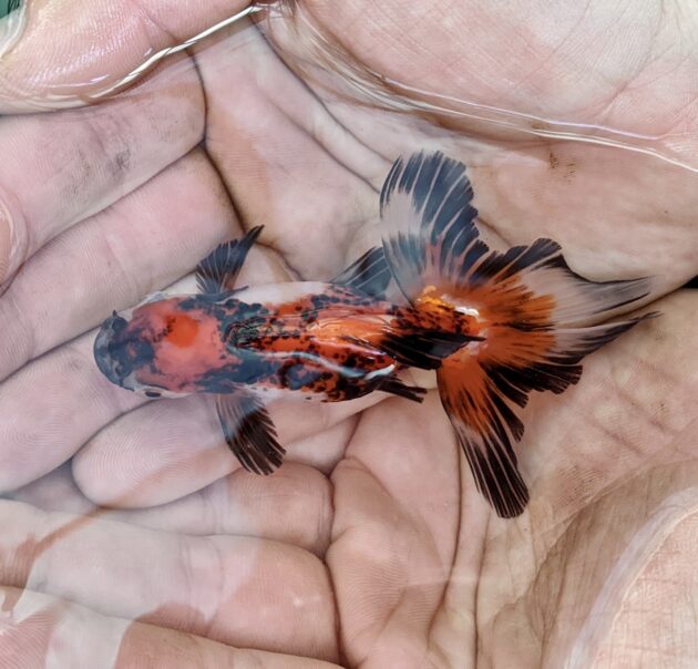 Fancy Fantail Gold Fish!