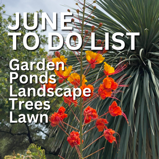 June to do list for Cedar Park, Austin, Round Rock and Georgetown Texas. Gardens, Landscape, ornamental ponds, and lawns