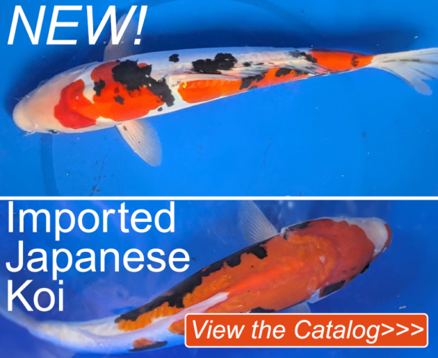 Imported Japanese koi in central texas. San Antoinio, Austin, Georgetown, Marble Falls