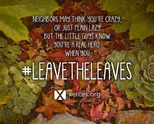 leave the leaves