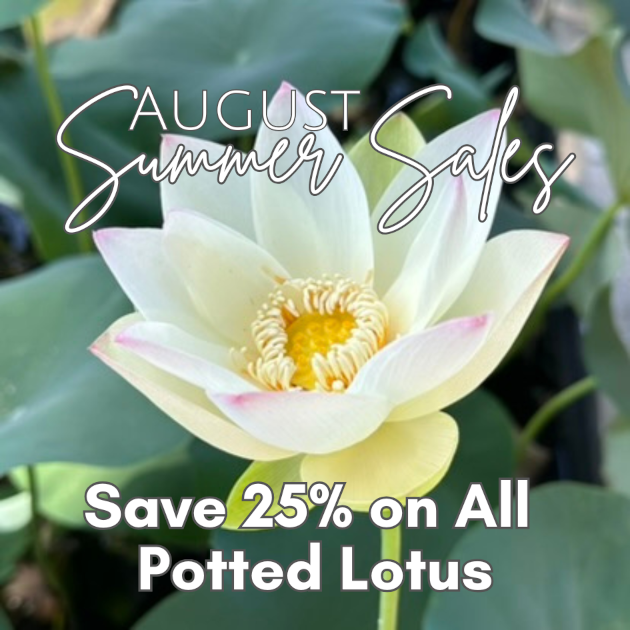 lotus sale 25% off 630