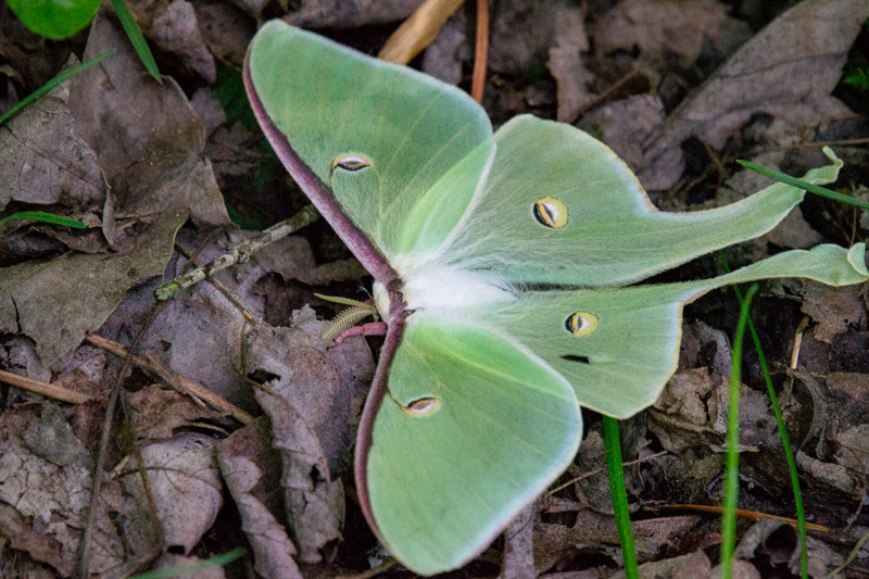 Leave the Leaves and save the world! 
Photo: Sebastian Alejandro Echeverri 