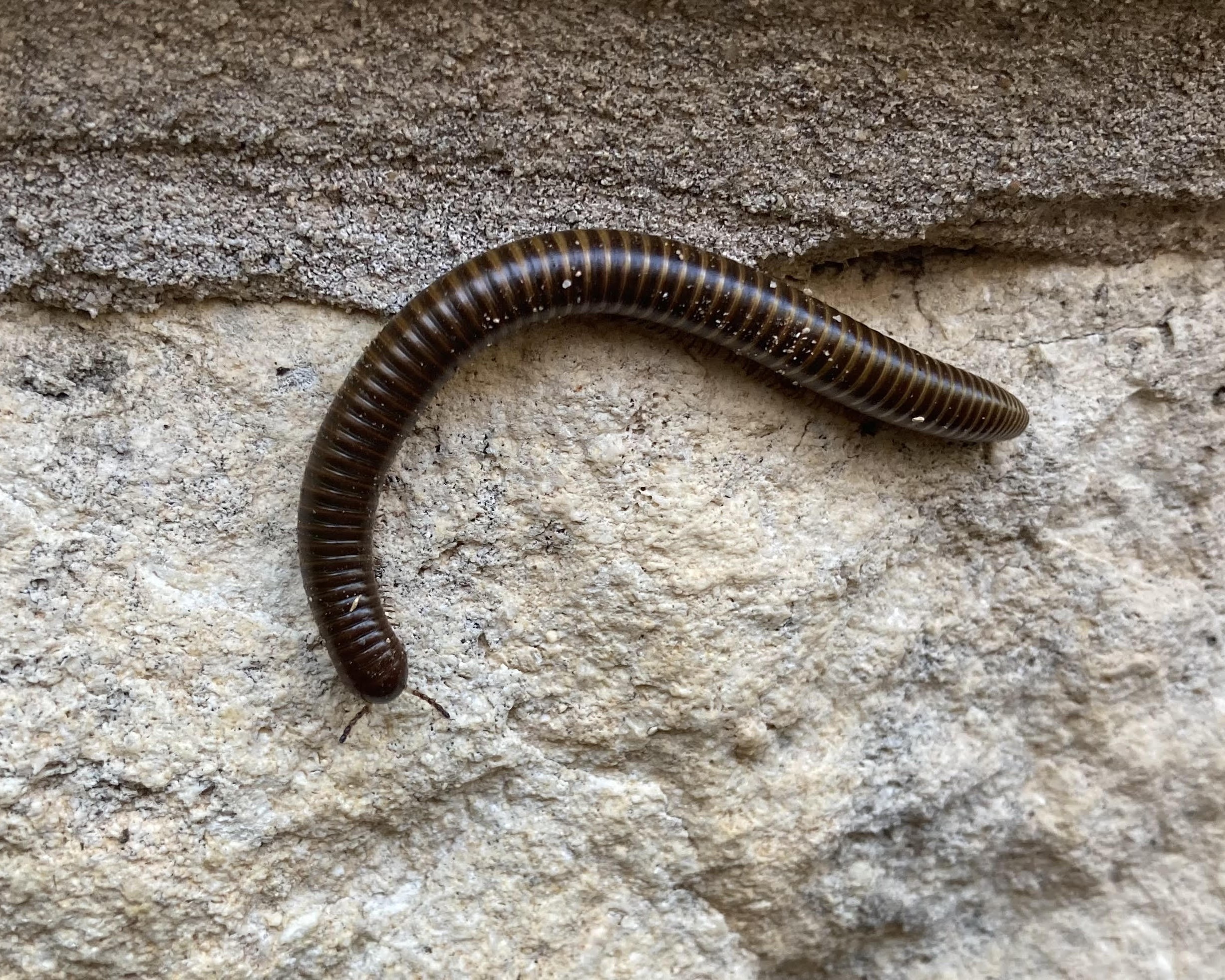 American giant millipede millipede
