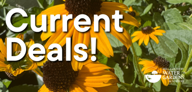 pant deals, plant sales, cedar park, austin, near me, round rock