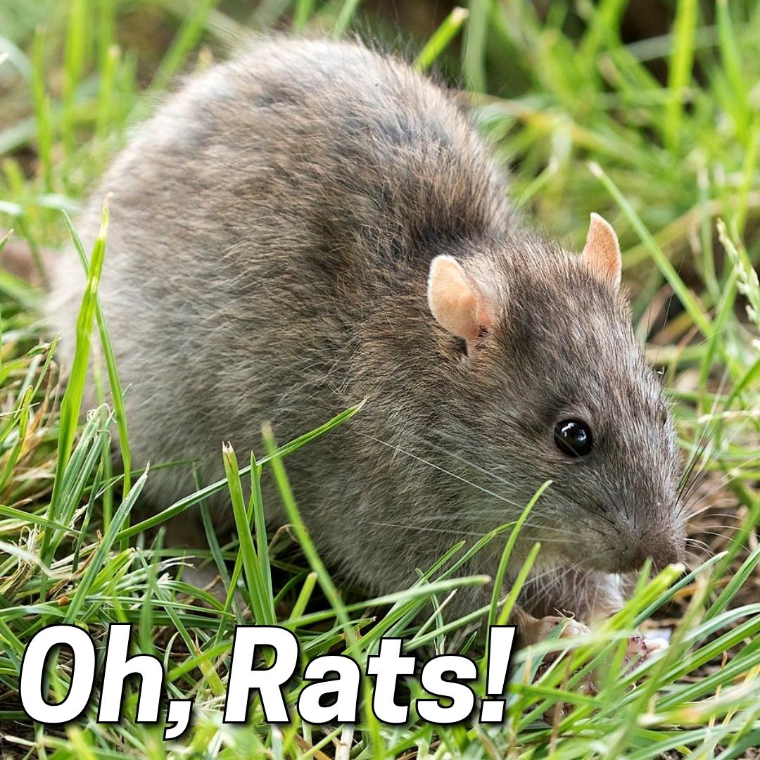 Oh,Rats! Waterfalls and Rodents Don’t Mix. - Hill Country Water Gardens ...