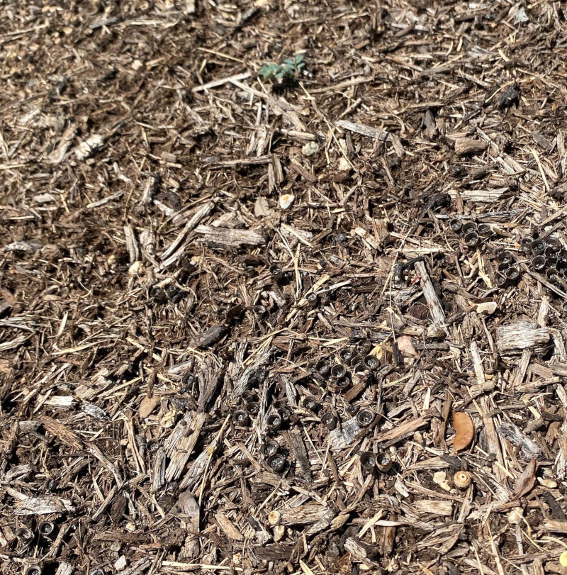 old hard mulch