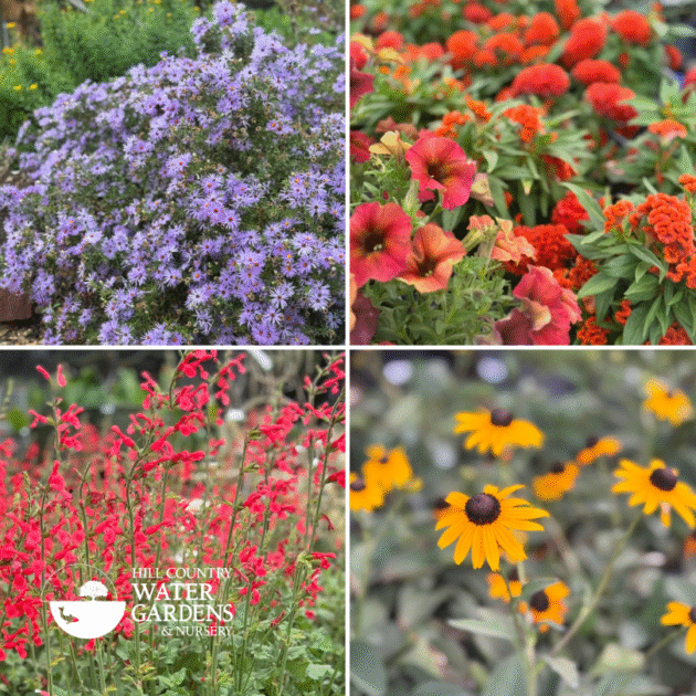 native and adapted plants for central texas near me