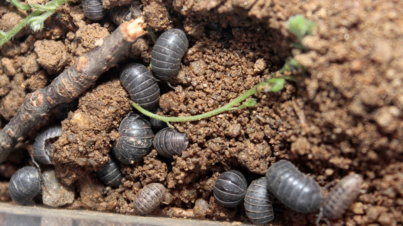 Pill Bugs in Soil pill bugs, soil health, rollie pollies, roly poly, detritivore