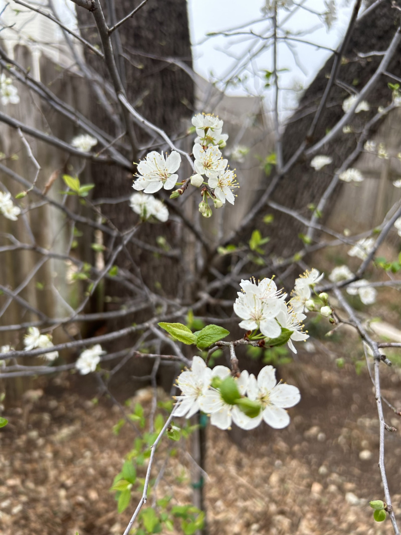 Mexican Plum (Prunus mexicana)