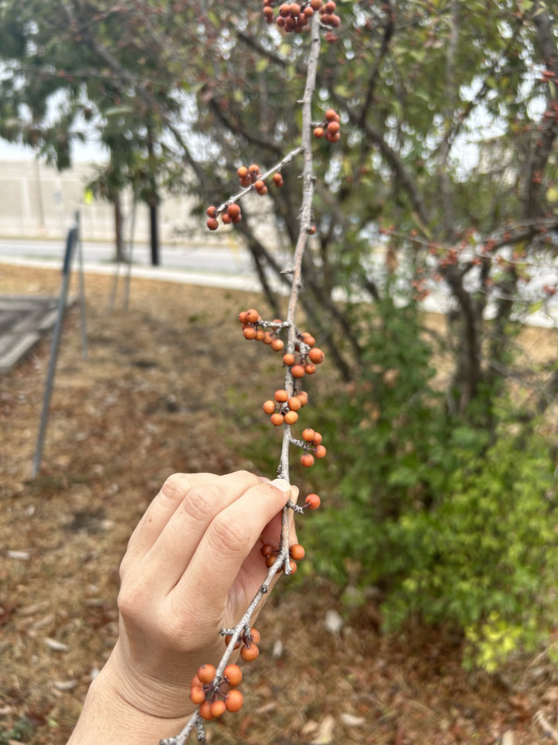 Possumhaw Holly (Ilex decidua)