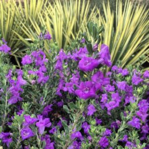 Texas Sage