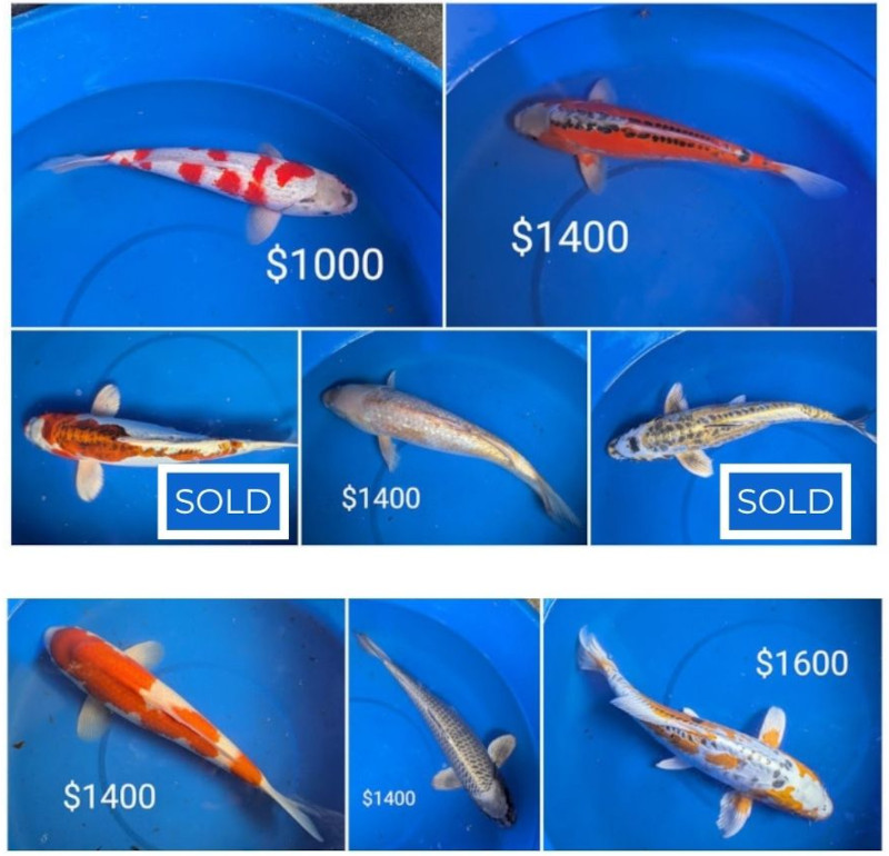 sold koi update 5-29-2025 sold koi update 5-29-2025