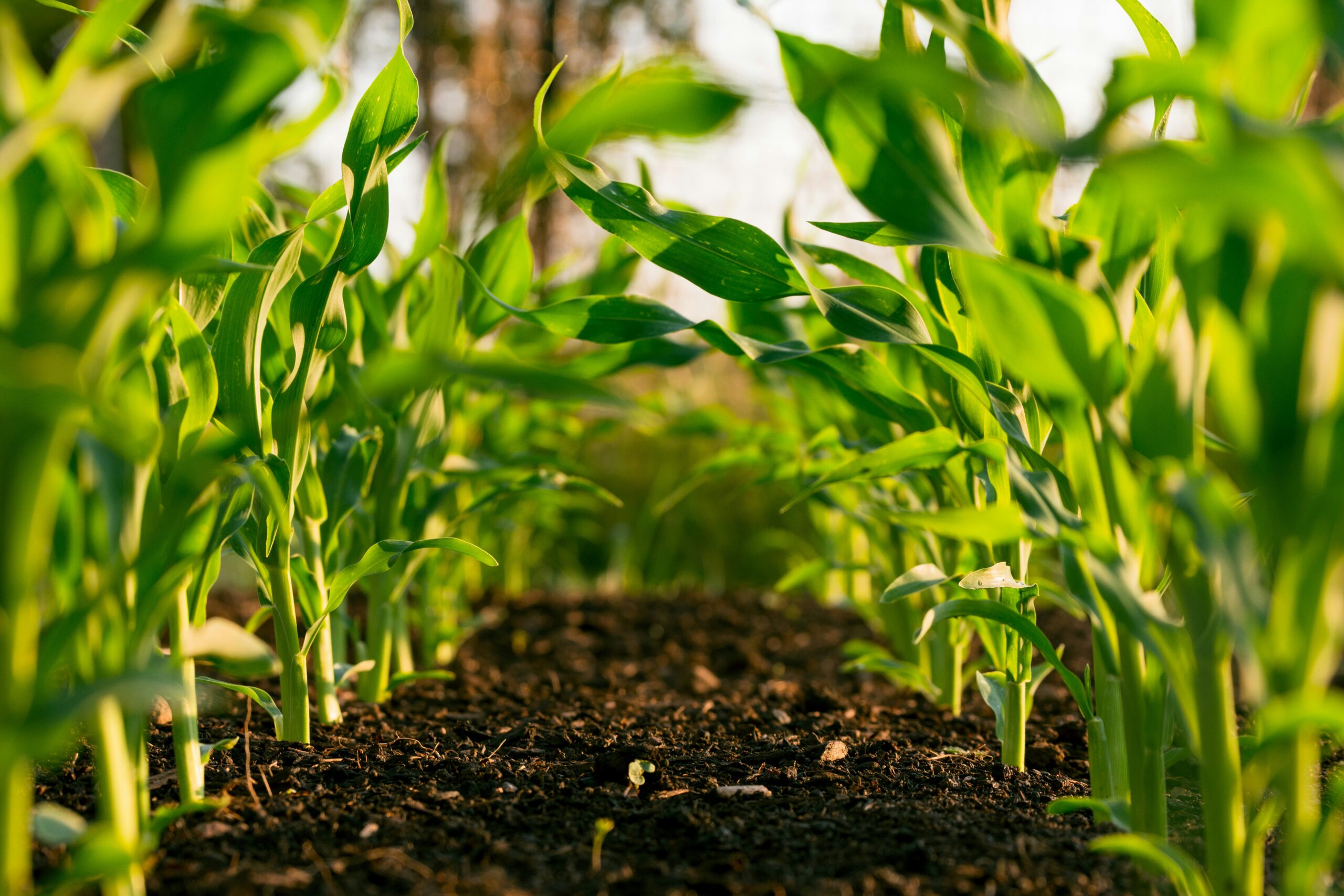 Green Plant green plant, agriculture, soil, soil health, vegetables, dirt, healthy soil, compost