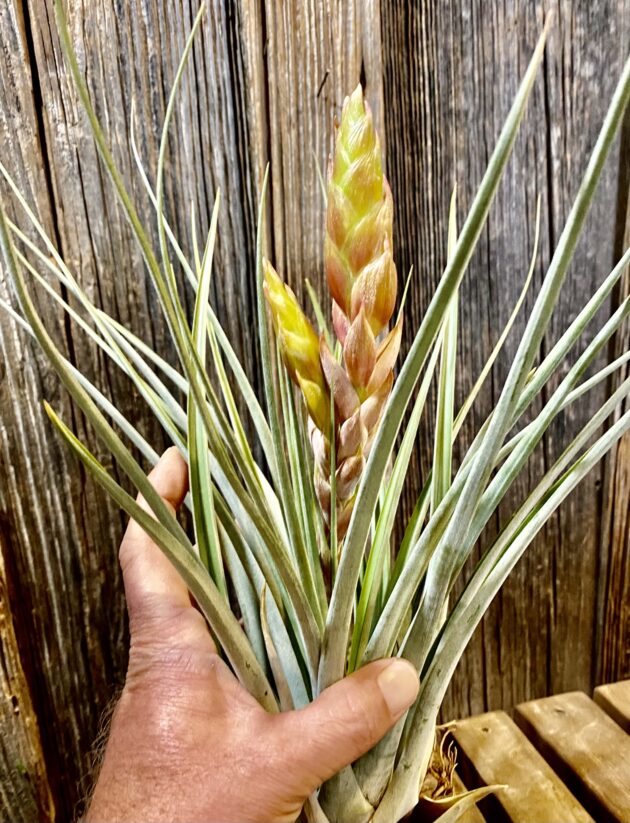 tillandsia tropiflora spike