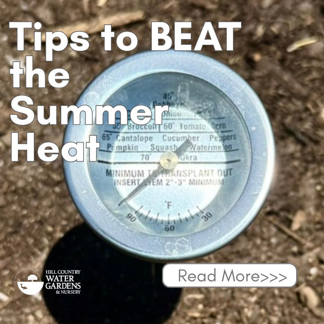 gardening in texas heat drought no rain dry soils how to to-do