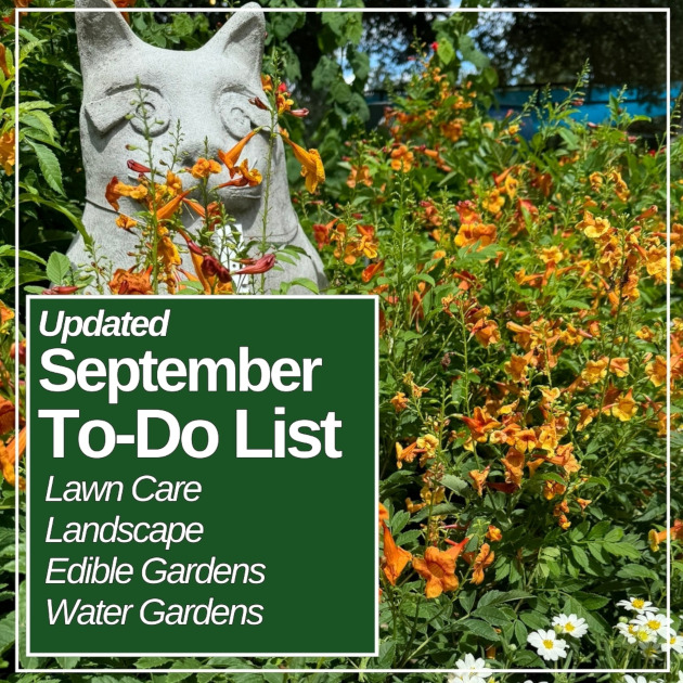 To Do in the landscape veggie vegetable garden lawn care tree care trimming pruning water gardens koi goldfish fertilizer local plant nursery