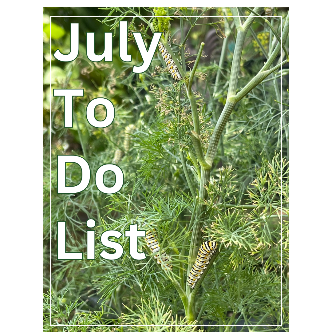 to do july for BLOG