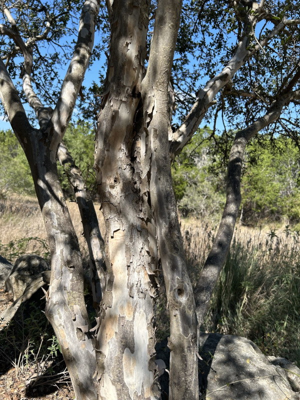 Texas Persimmon (Diospyros texana)