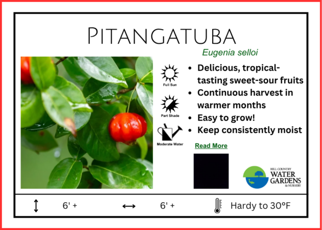 Pitangatuba 