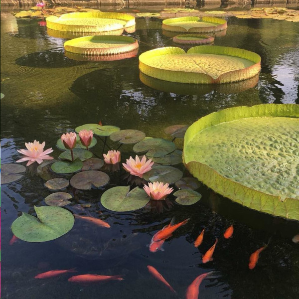 Victoria Water Lily Hybrid