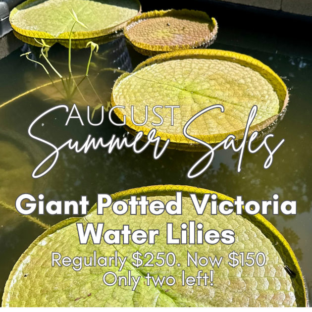 victotia lily $150 630