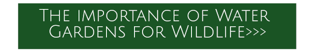 wildlife pond botton for JULY to do